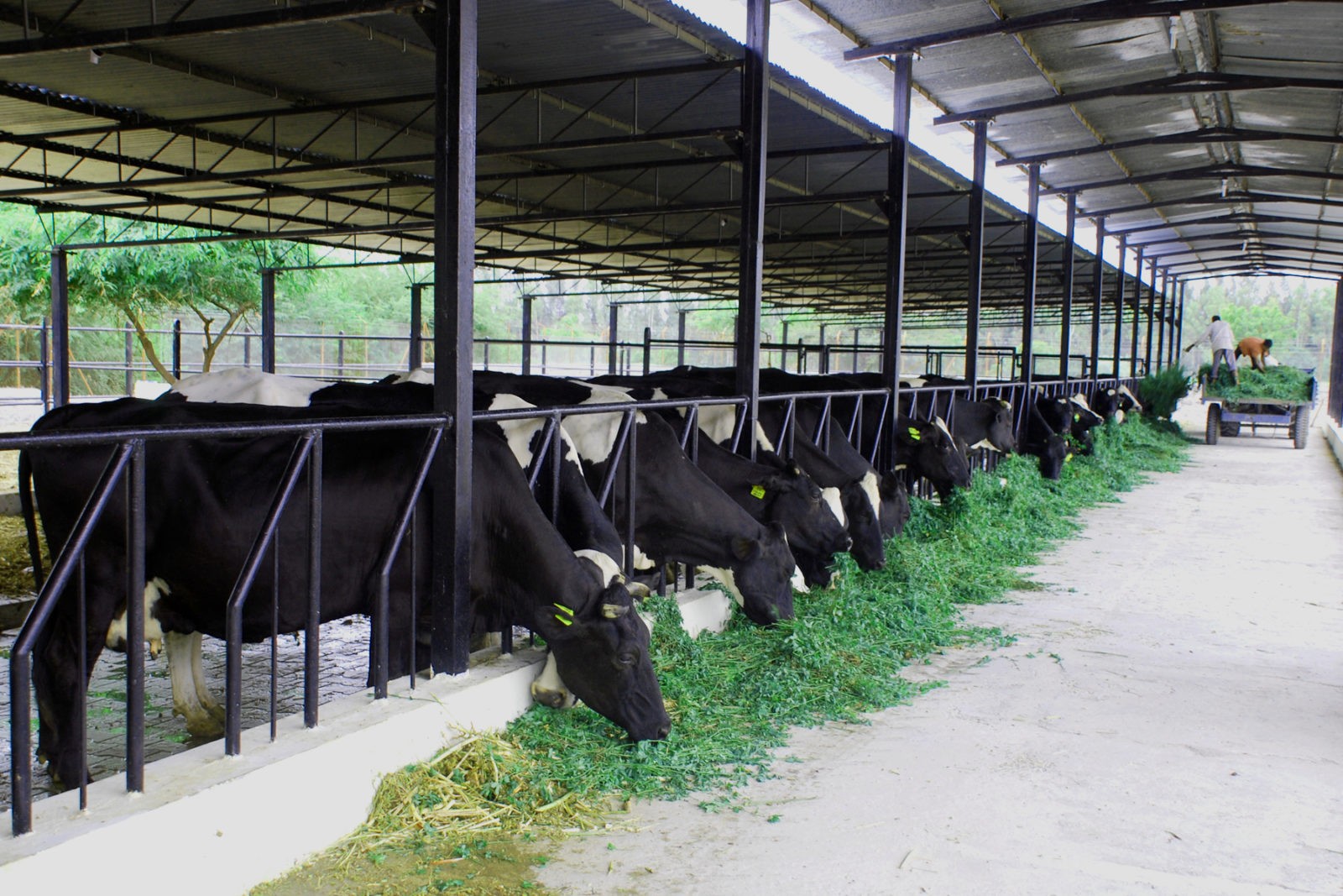 establishing-a-dairy-farm-in-bangladesh